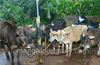Police waylaid tempo traveller carrying 17 cattle